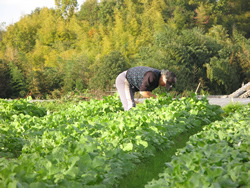 �T���t�@�[���@�_��_�ƁE����_�ƏЉ�