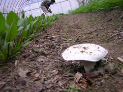 �T���t�@�[���@�_��_�ƁE����_�ƏЉ�