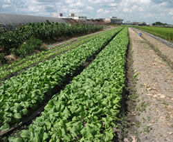 �T���t�@�[���@�_��_�ƁE����_�ƏЉ�