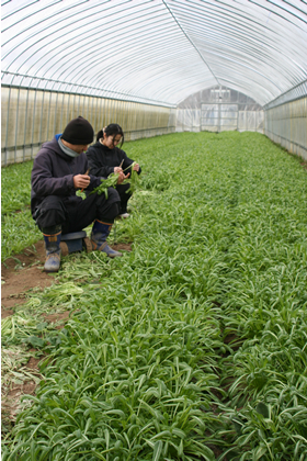 �T���t�@�[���������